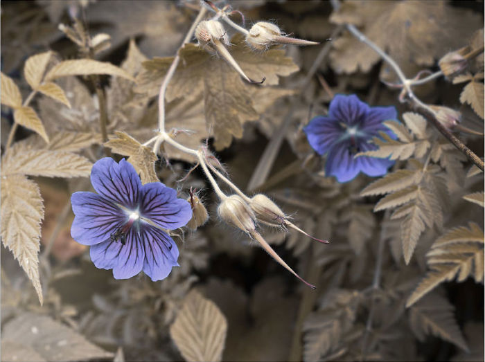 Summertime Sepia With A Purple Tint In The Caucasus Mountains