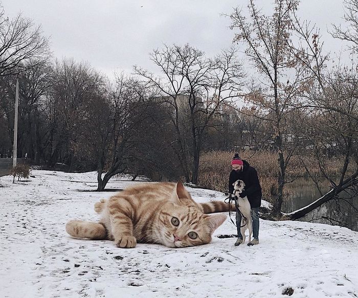 Russian-Artist-Photoshops-Giant-Cats-Odnoboko