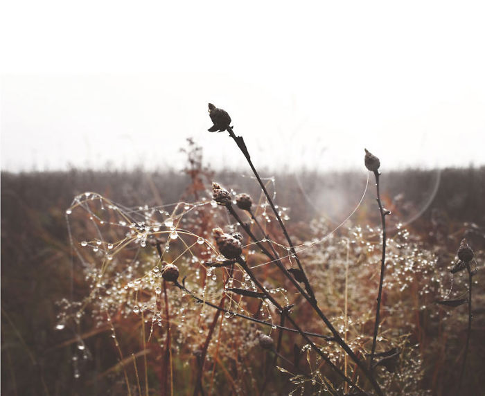 Morning Dew. Trekking To Pikui Mountain, Ukraine