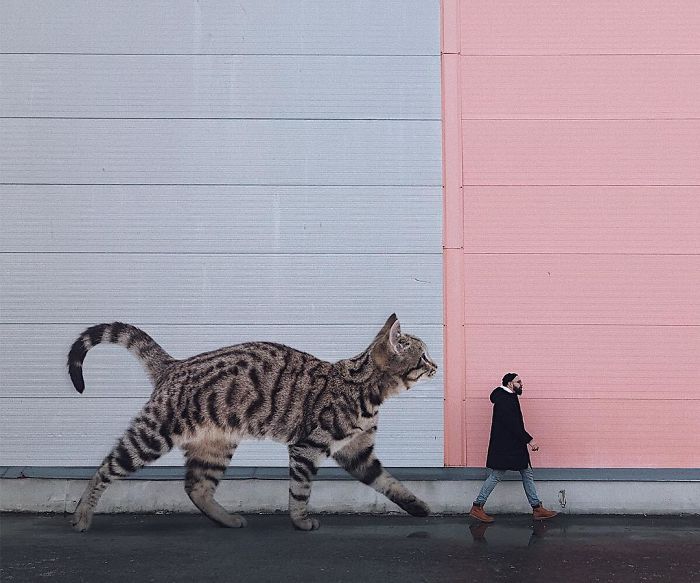 Russian-Artist-Photoshops-Giant-Cats-Odnoboko
