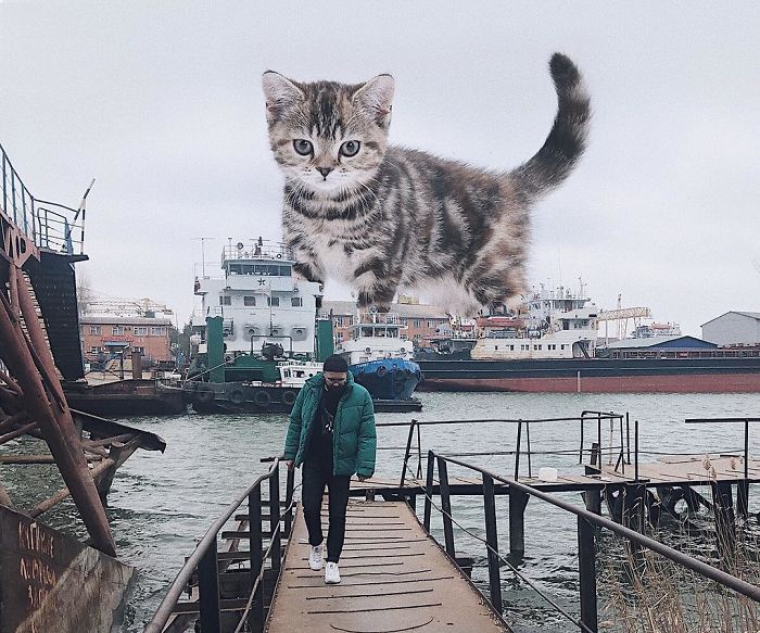 Russian-Artist-Photoshops-Giant-Cats-Odnoboko