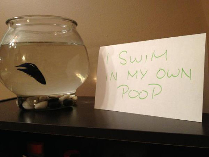 Funny-Fish-Shaming