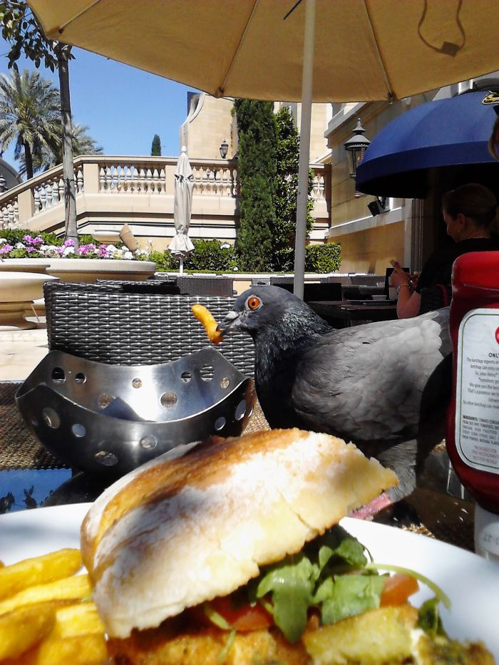 Lil Bastard Stole My Fry!!