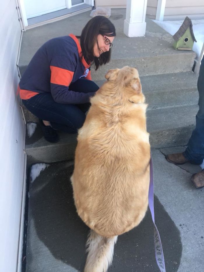 Heartless Owner Demands Overweight Retriever Be Put Down, Vet Finds Him A New Loving Home