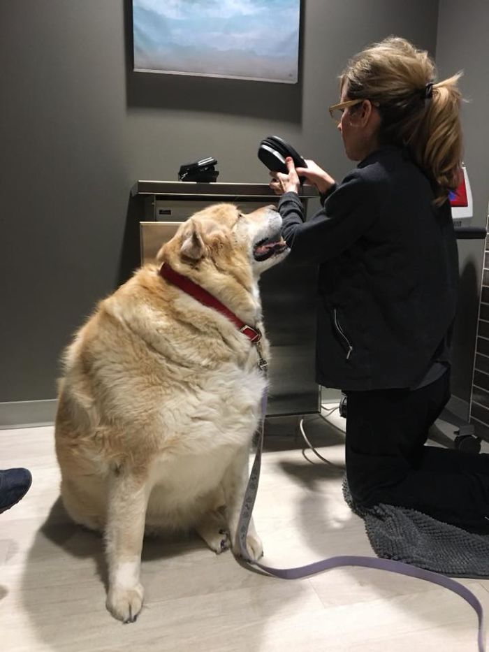 Heartless Owner Demands Overweight Retriever Be Put Down, Vet Finds Him A New Loving Home Heartless Owner Demands Overweight Retriever Be Put Down, Vet Finds Him A New Loving Home