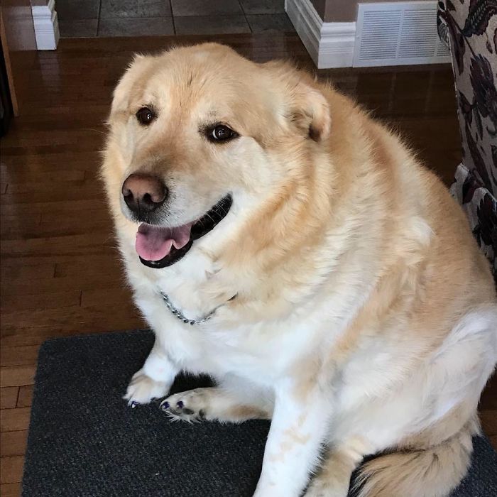 Heartless Owner Demands Overweight Retriever Be Put Down, Vet Finds Him A New Loving Home