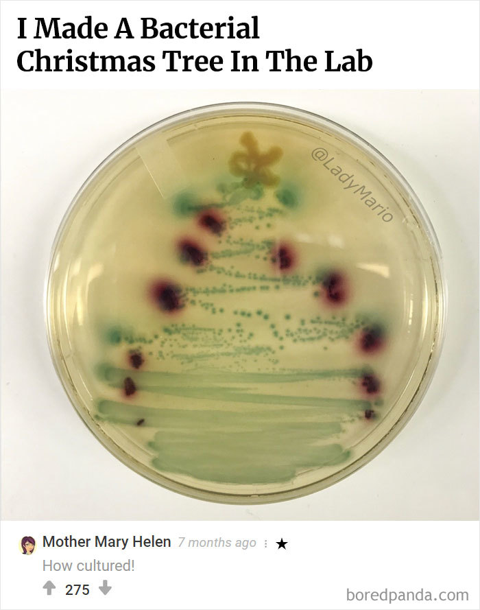 Here Is Bored Panda's Hall Of Fame With The 50 Most Hilarious Comments