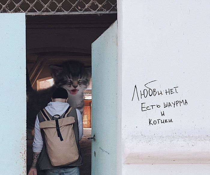 Russian-Artist-Photoshops-Giant-Cats-Odnoboko