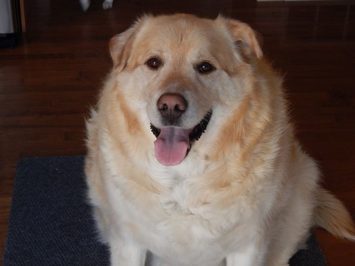 Heartless Owner Demands Overweight Retriever Be Put Down, Vet Finds Him A New Loving Home Heartless Owner Demands Overweight Retriever Be Put Down, Vet Finds Him A New Loving Home