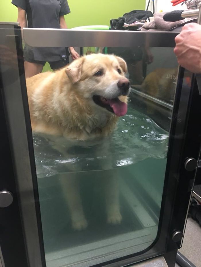 Heartless Owner Demands Overweight Retriever Be Put Down, Vet Finds Him A New Loving Home Heartless Owner Demands Overweight Retriever Be Put Down, Vet Finds Him A New Loving Home