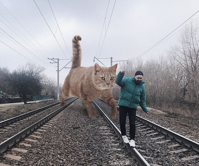 Russian-Artist-Photoshops-Giant-Cats-Odnoboko