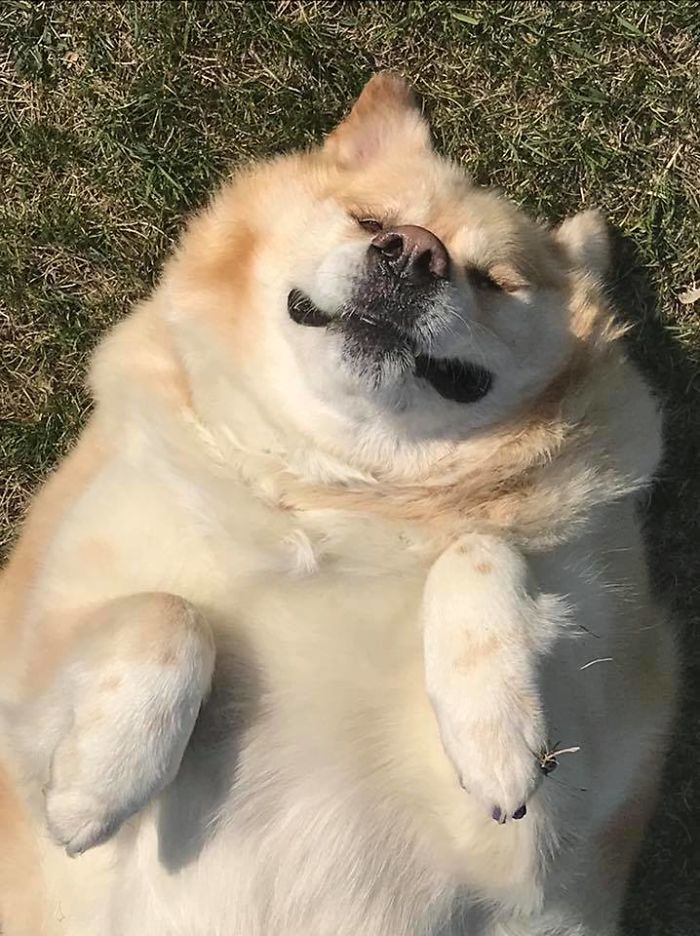 Heartless Owner Demands Overweight Retriever Be Put Down, Vet Finds Him A New Loving Home Heartless Owner Demands Overweight Retriever Be Put Down, Vet Finds Him A New Loving Home