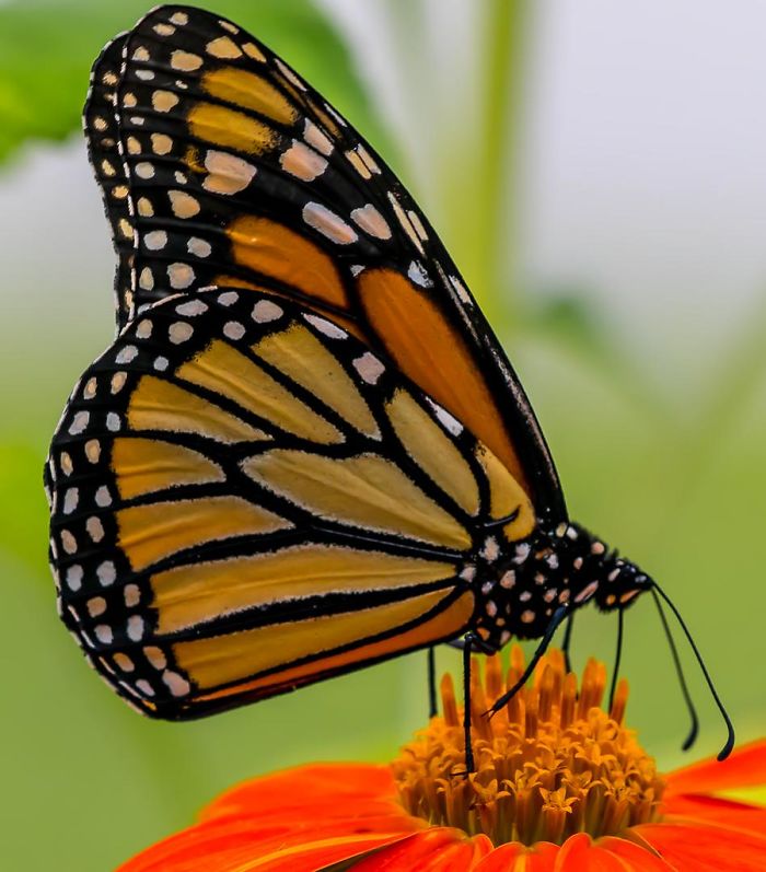 Father Asks Strangers To Suggest Interesting Facts He Could Tell His Daughter, Gets 40 Responses