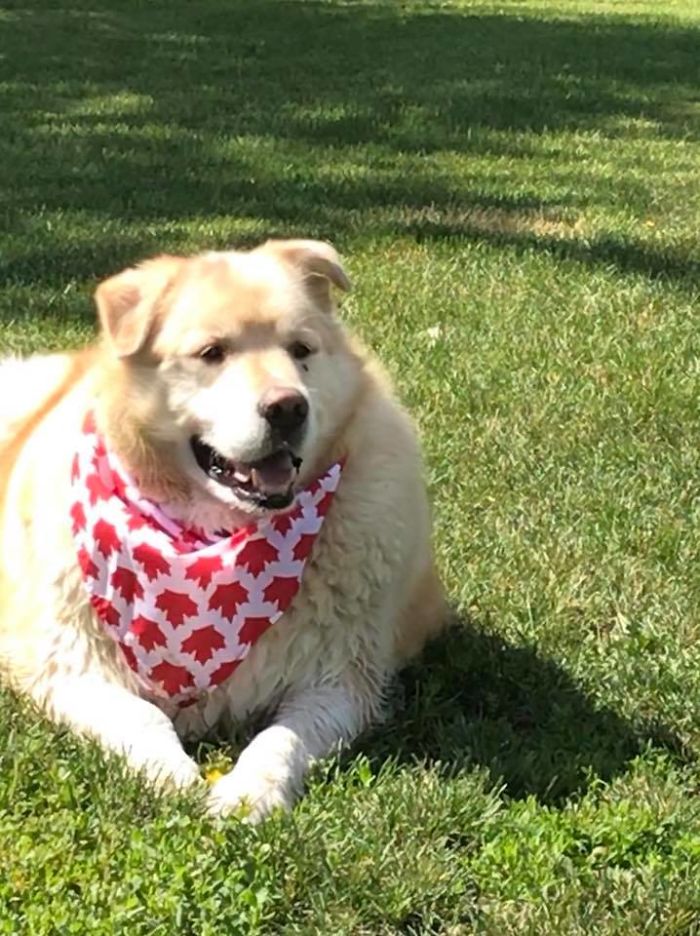 Heartless Owner Demands Overweight Retriever Be Put Down, Vet Finds Him A New Loving Home Heartless Owner Demands Overweight Retriever Be Put Down, Vet Finds Him A New Loving Home