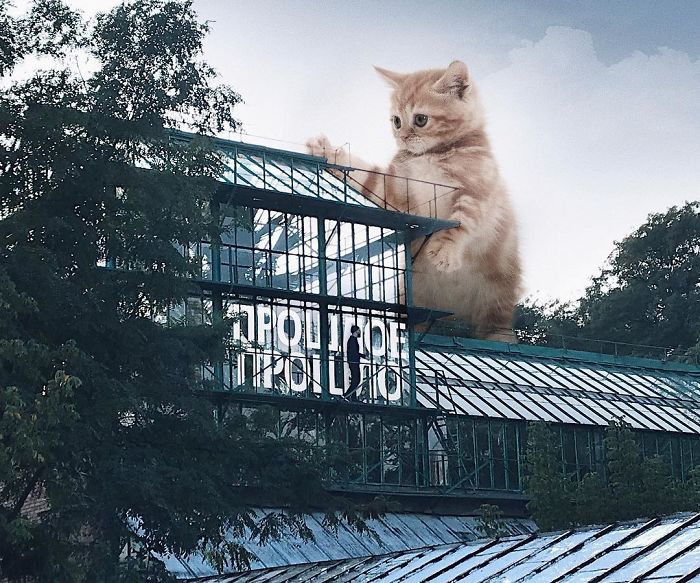 Russian-Artist-Photoshops-Giant-Cats-Odnoboko
