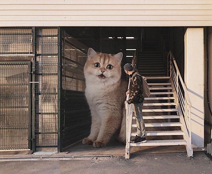 Russian-Artist-Photoshops-Giant-Cats-Odnoboko