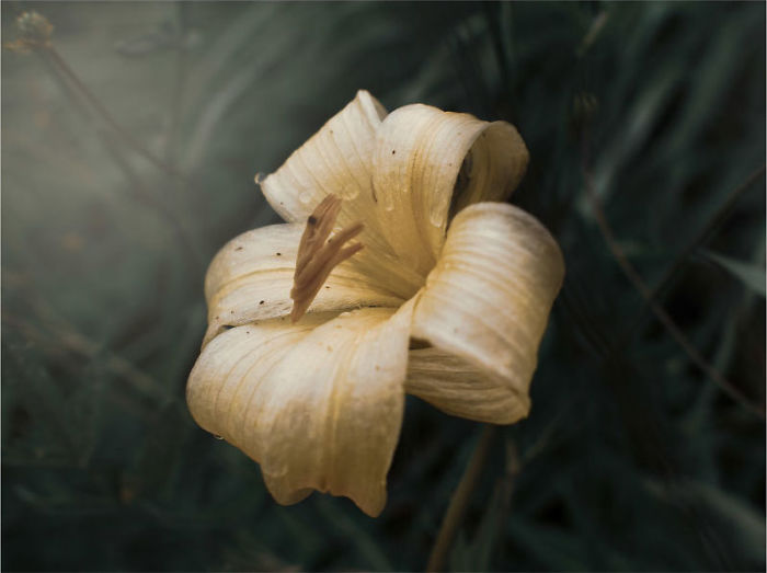 Mystery Flower From The Caucasus Mountains