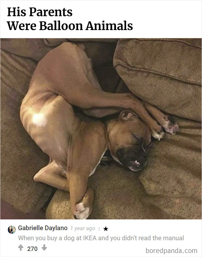 Here Is Bored Panda's Hall Of Fame With The 50 Most Hilarious Comments