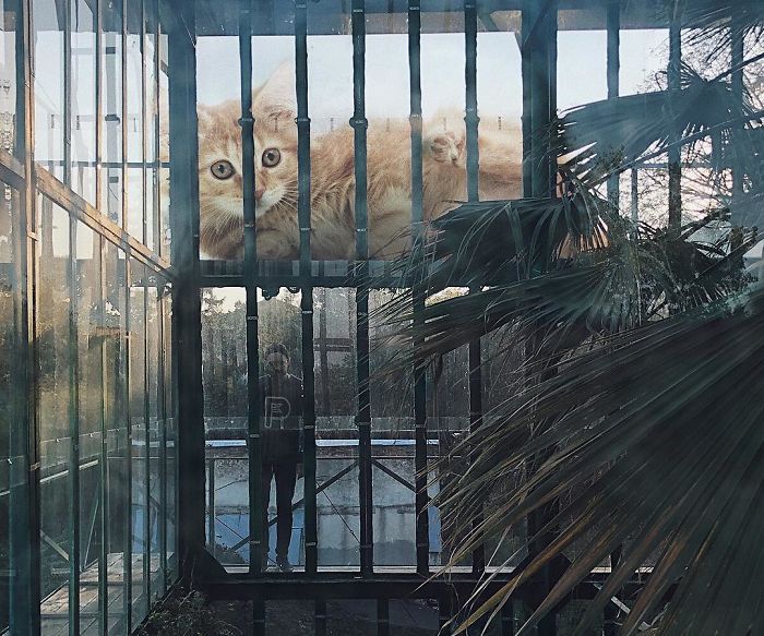 Russian-Artist-Photoshops-Giant-Cats-Odnoboko