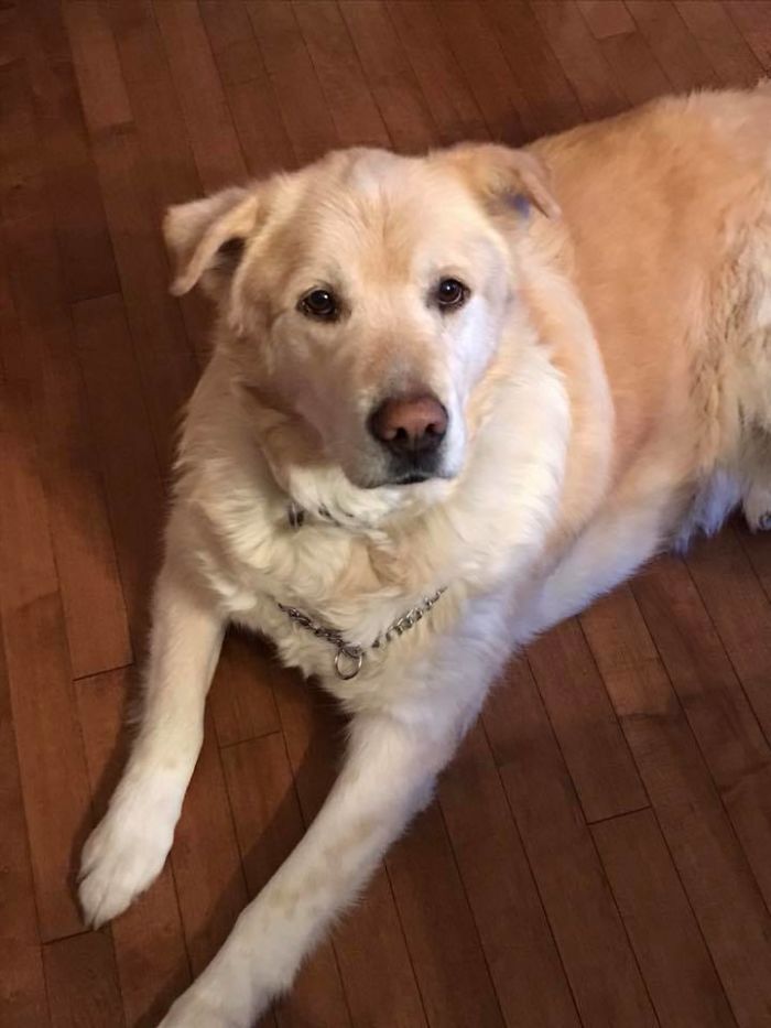 Heartless Owner Demands Overweight Retriever Be Put Down, Vet Finds Him A New Loving Home