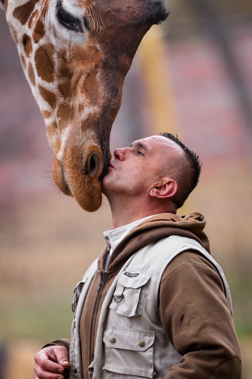 10 Pics Of The Special Bond Between A Zookeeper And Giraffes That I Captured In North Macedonia 10 Pics Of The Special Bond Between A Zookeeper And Giraffes That I Captured In North Macedonia
