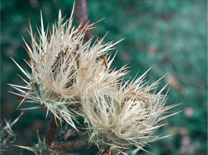 Twins Rising In The Caucasus Mountains