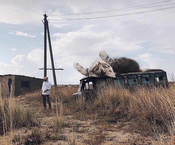 Russian-Artist-Photoshops-Giant-Cats-Odnoboko