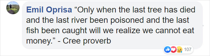 500 Million Bees Have Already Died In Brazil Within Three Months And The Future Of Our Food Is In Question