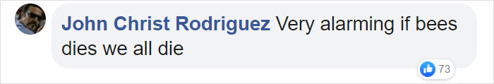 500 Million Bees Have Already Died In Brazil Within Three Months And The Future Of Our Food Is In Question