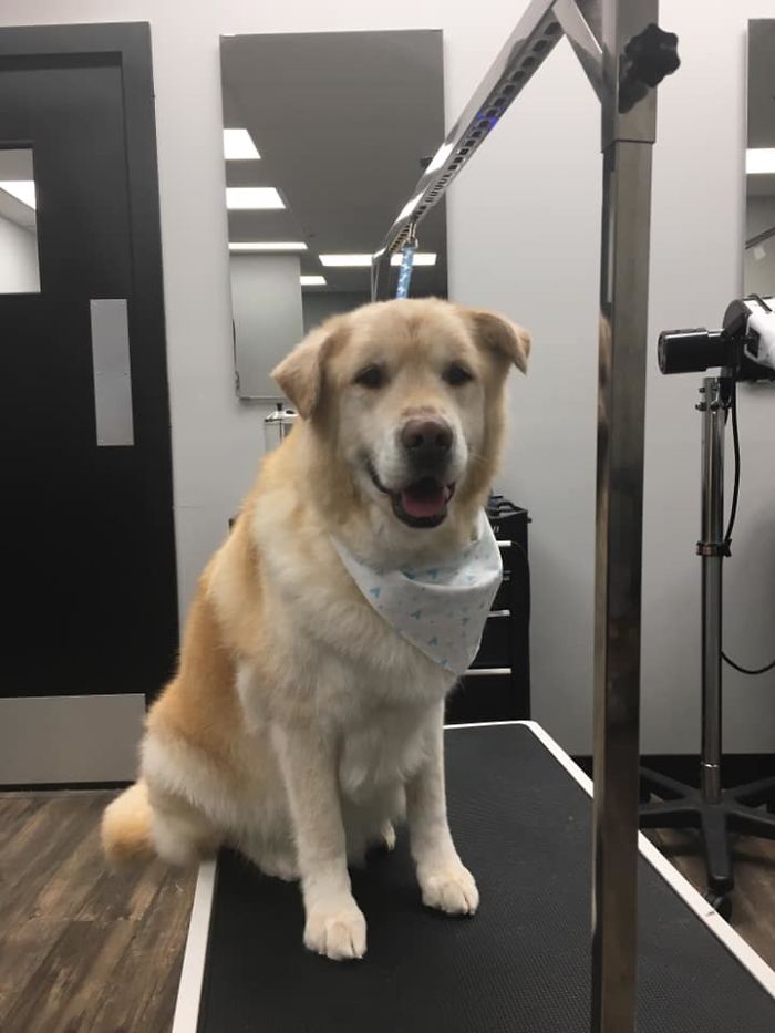 Heartless Owner Demands Overweight Retriever Be Put Down, Vet Finds Him A New Loving Home