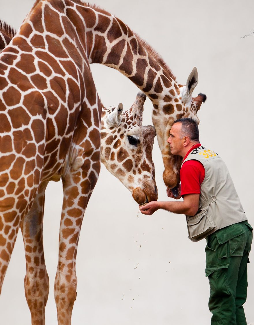 10 Pics Of The Special Bond Between A Zookeeper And Giraffes That I Captured In North Macedonia 10 Pics Of The Special Bond Between A Zookeeper And Giraffes That I Captured In North Macedonia