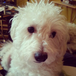 shaunamacgregor_1 avatar