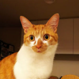 sakimatsuhashi avatar