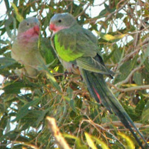 princessparrots avatar