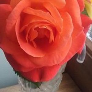 paulineandpatsy avatar