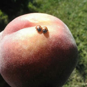 christinerictor avatar