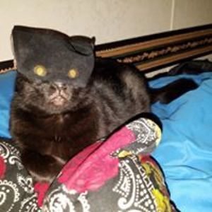 f00lishdragonsdream avatar