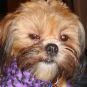 lorriekundrat avatar