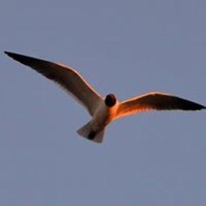 leonardcarsillo avatar