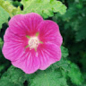 eleanorredding avatar