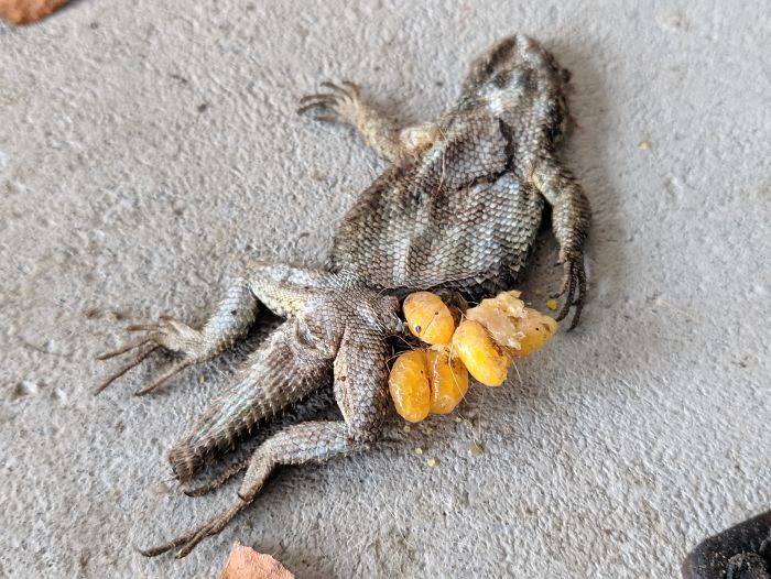 What Are These Yellow Things Coming Out Of This Lizard's Stomach? This Is The 6th Lizard I've Found Like This So Far This Month