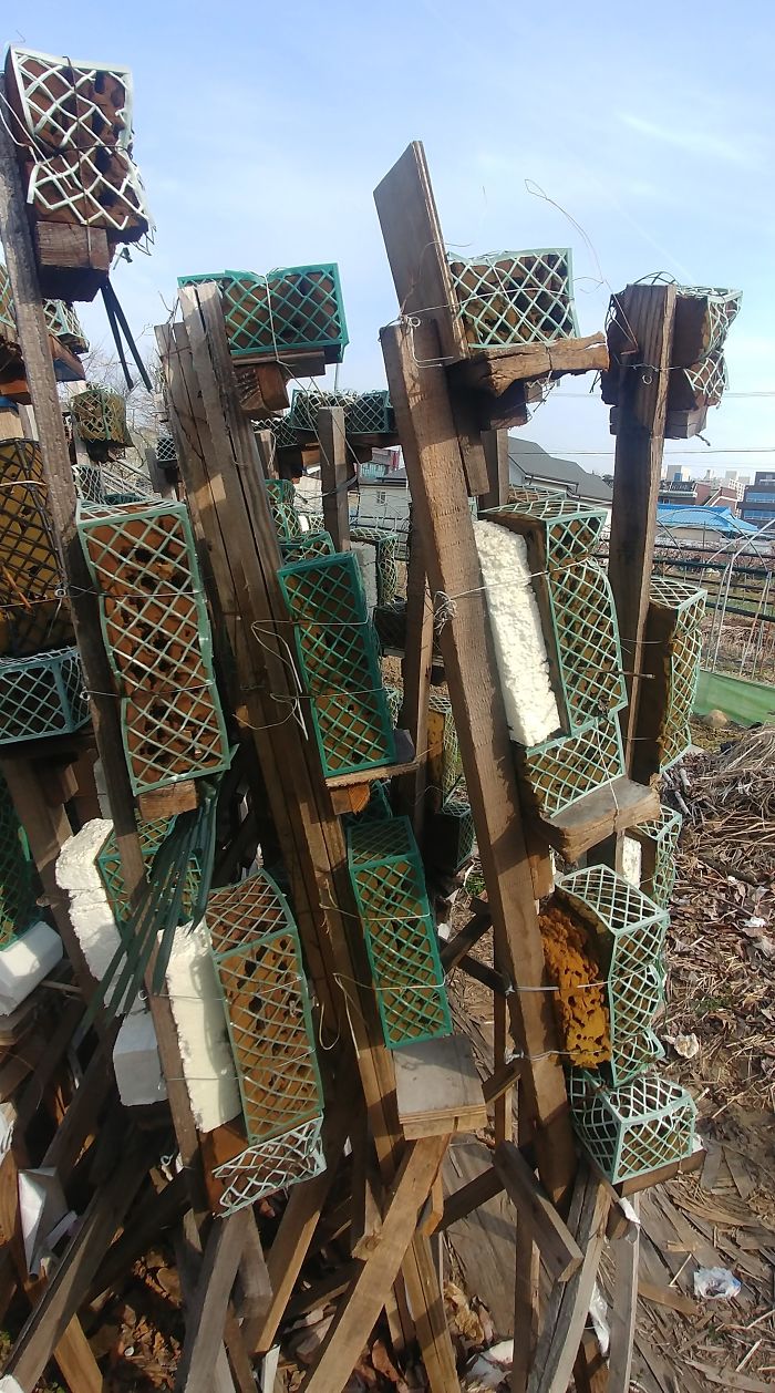 South Korea - I've Tried Googling "Sponges In Plastic Baskets On Sticks" - No Luck. What Is This Thing?