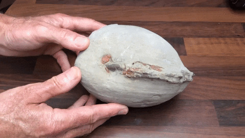 I Found This While Fossil Hunting At Lyme Regis In The UK, Looks Like A Clam Or Something?