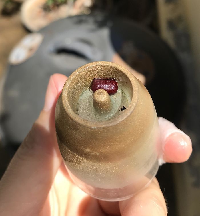 This Little Brown Sack On The Bottom Of A Cup?