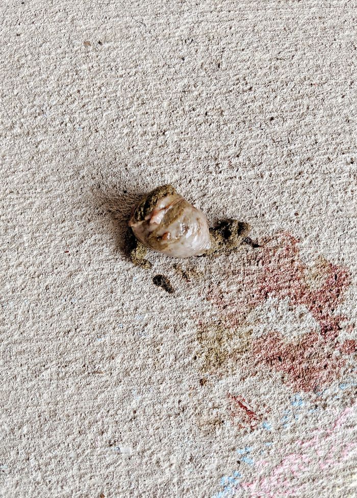 Found On My Patio, Approximately The Size Of A Walnut. Minimal Blood Around It And No Other "Pieces" Found. Located In North Texas. What Is This Thing?