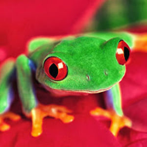 redeyedfrog avatar