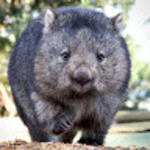 thehighinquisitorofthechurchofthewombats avatar