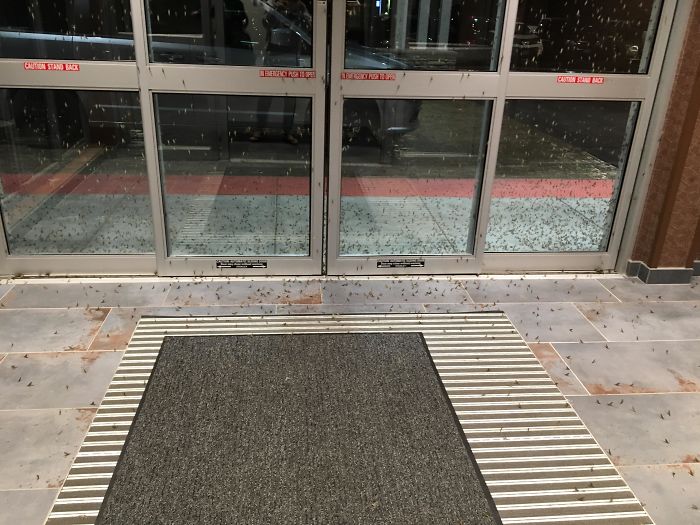 The Amount Of Mayflies Swarming The Door Of My Hotel
