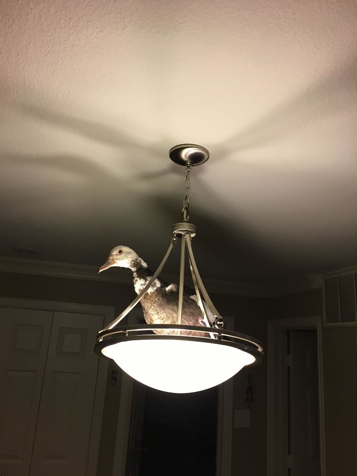 Damn Moths Keep Getting Bigger Every Year!