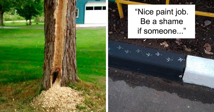 50 Times Birds Acted Like Such Jerks, People Had To Shame Them On The Internet